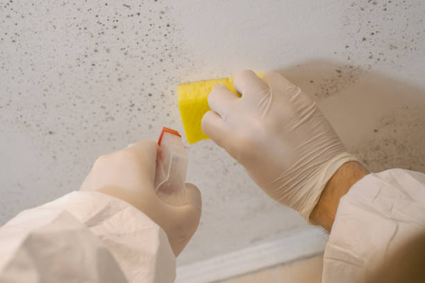 Best Forensic Mold Investigation  in Boiling Spring Lakes, NC